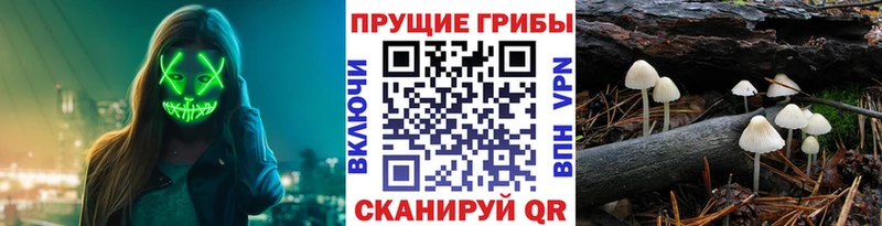 Псилоцибиновые грибы ЛСД  где купить наркоту  Трубчевск 